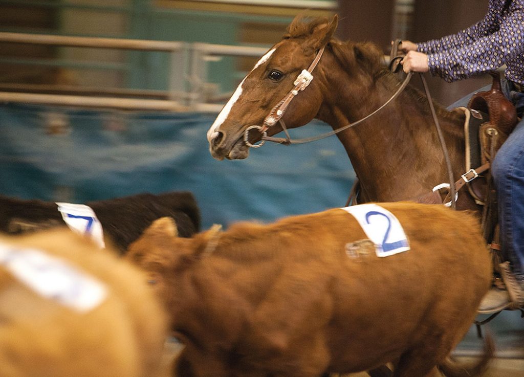 horse working a cow at a celebrity ranch sorting